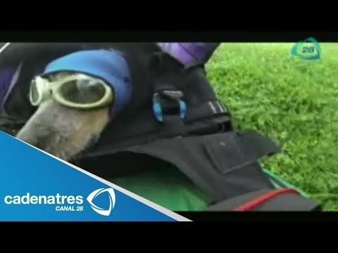 Hombre se lanza en paracaídas acompañado de su perro