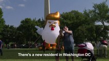 An inflatable chicken to parody Trump near the White House