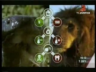 Lion_vs_Cobra_#HD full video animals top and best attacks and fights