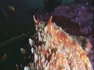 Octopus_Kills_Shark___National_Geographic world top 10 best animals fights free to wtch