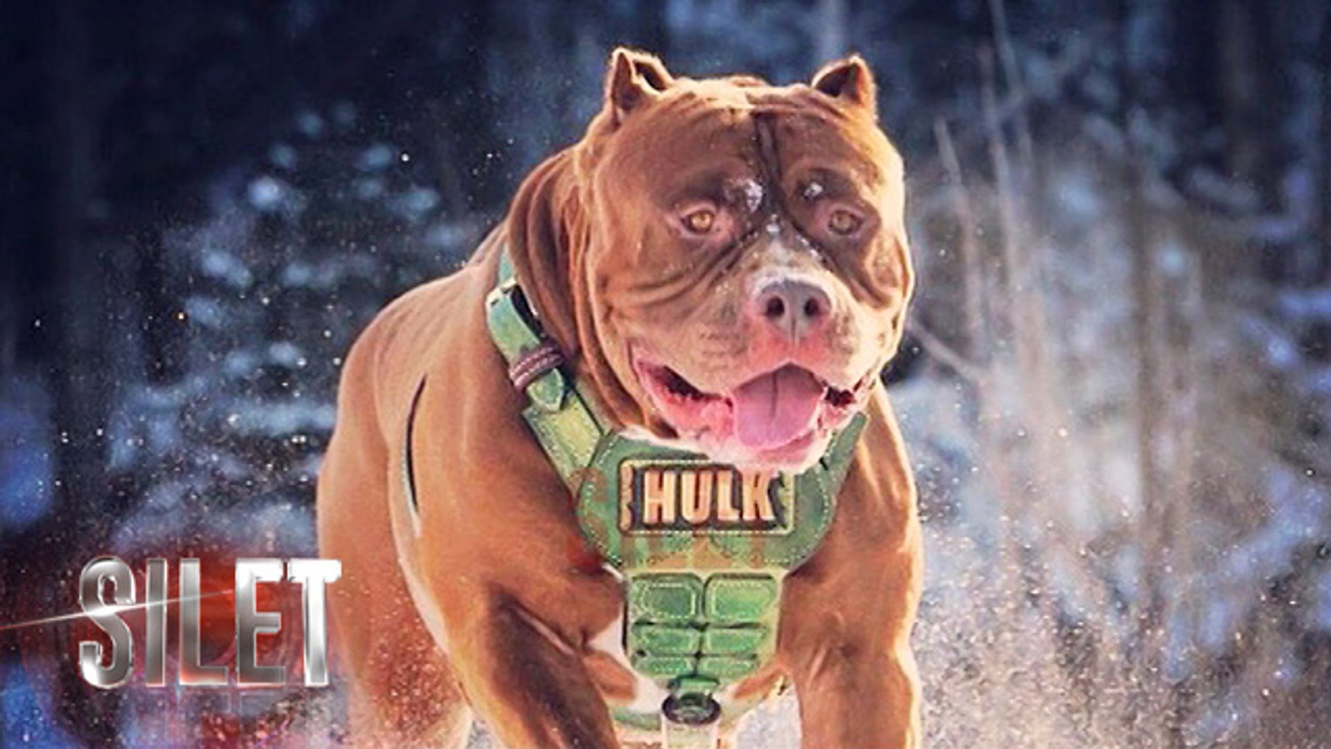 Kisah Hulk Anjing Pitbull Terbesar Di Dunia Silet 10 Agustus