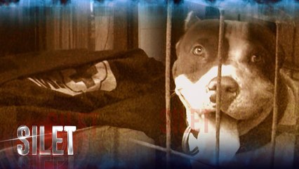 Tragis, Anjing Pitbull Gigit Bocah Hingga Tewas - Silet 10 Agustus 2017