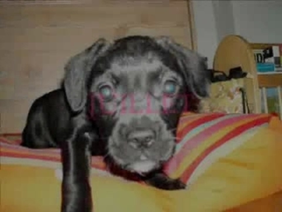 Loona_0002