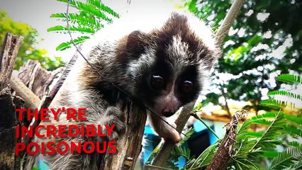 8 Cute Animals That Can Kill You