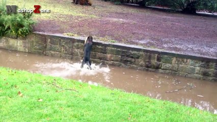 Dog Fails - A Funny Dog Jump Fails Compilation || NEW HD
