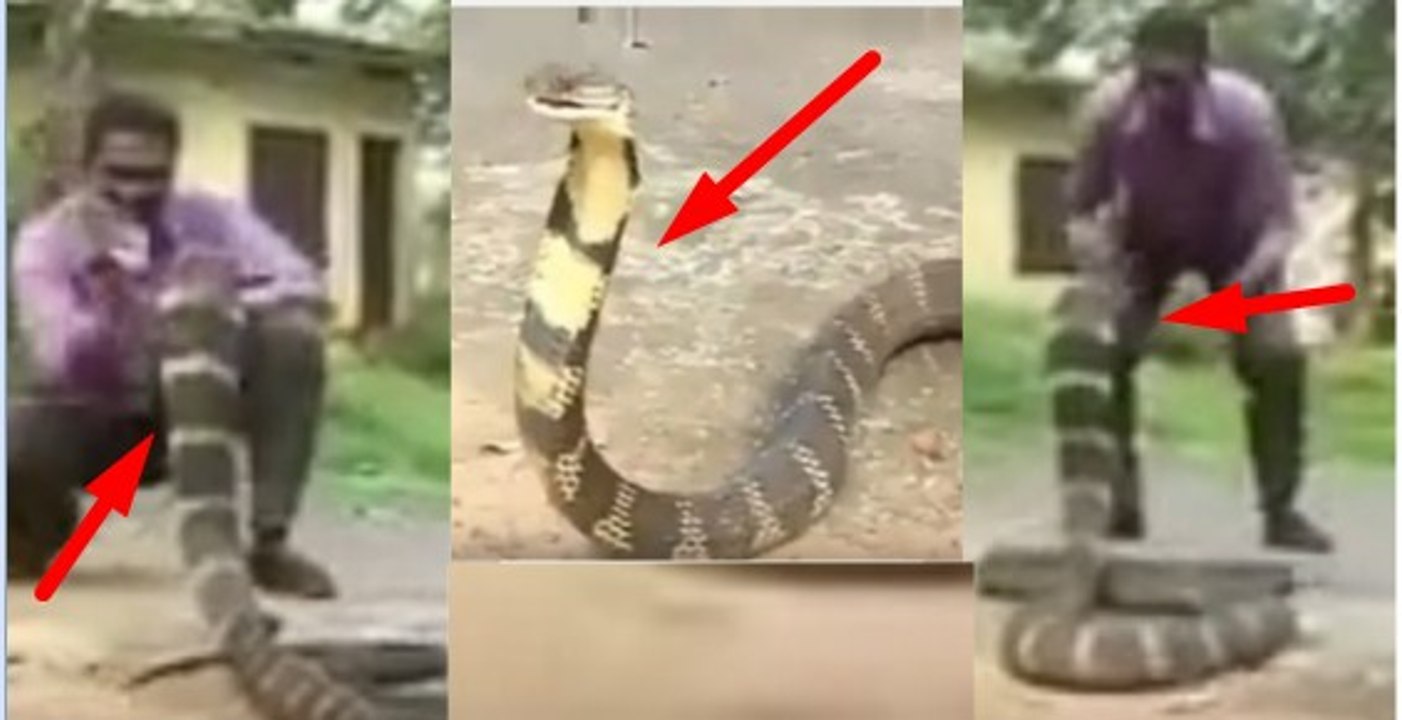 ஆபத்தான ராஜ நாகத்தை வேட்டையாடும் கிராமத்தான் !! Dangerous King Cobra Hunt