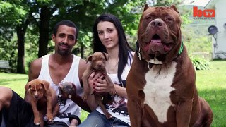 Doggy Paddle- Hulk’s Adorable Pit Bull Puppies Learn To Swim