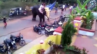 Elephant Attack in Indian _ KeralaTemple Festival 2017