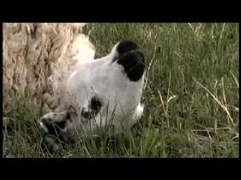 Cooking on the Steppes