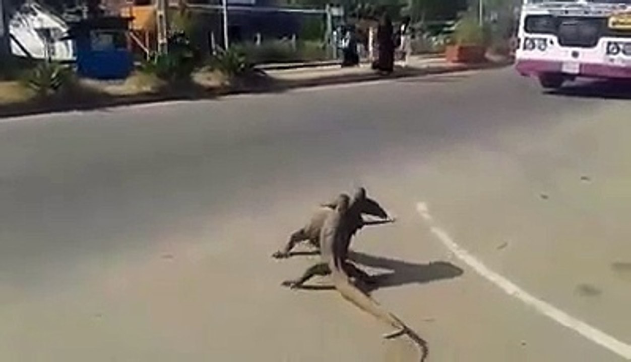Live Amazing  Iguana Fight In New Delhi