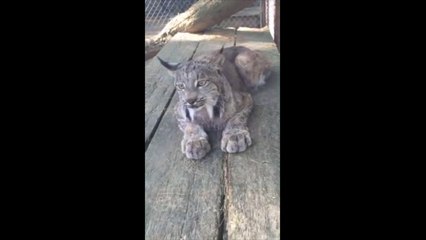 Ce lynx miaule comme un chat !