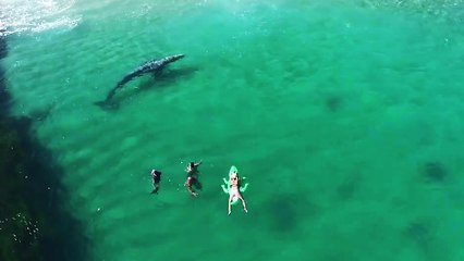 Une baleine nage près d'une plage