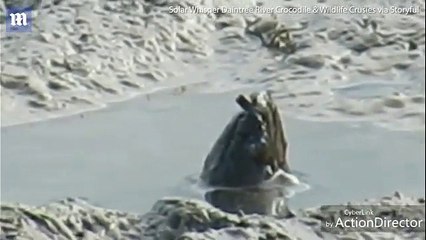 Mystery creature pokes out of a mud pool in Queensland