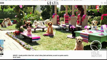 Découvrez les bars à chiens