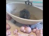 Adorable Pets Enjoy Bath Time Fun