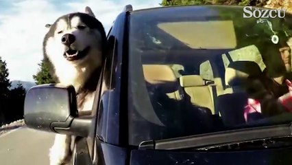 Dünyanın ıssız köşelerini köpeğiyle gezdi