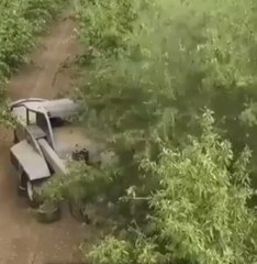 Badem Ağaçlarını Silkeleyen Son Teknoloji Harikası Makine