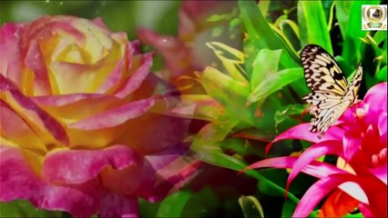 Flowers natural nature relax