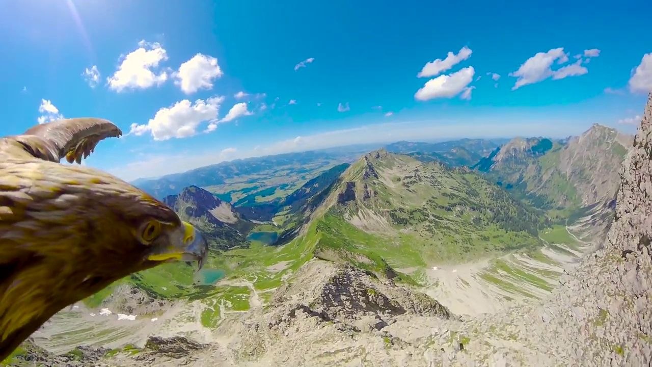 Vol d'un aigle au-dessus des Alpes (POV)