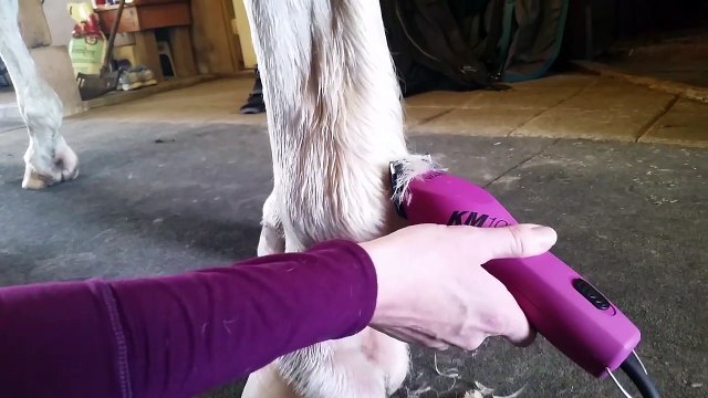 How to tidy up your horses fetlocks and feathers you dont have to clip the leg!