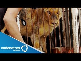 Leona Morelia supera tortura que vivió en circo de Jalisco