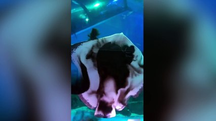 Manta hambrienta se come a calamar en segundos
