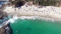 Lost gray whale at Laguna Beach, just feet from swimmers