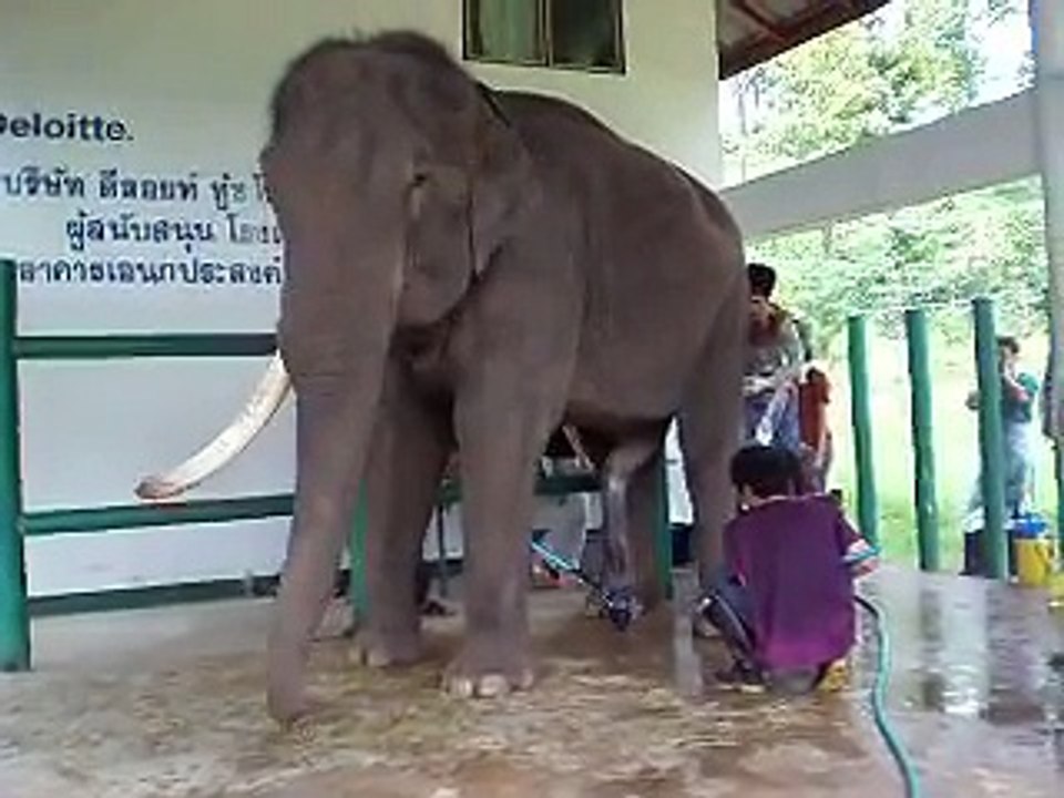 Elephant Sperm Collection