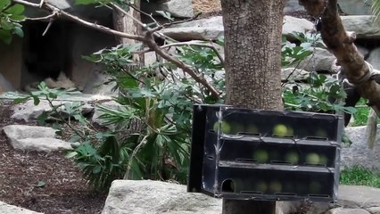 Gorillas - Tano - Okanda - Nafi - Tierpark Hellabrunn