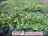 0822-2083-0527 (Tsel) Bibit Pisang Merah, Bibit Pisang Barangan, Bibit Pisang Ambon,