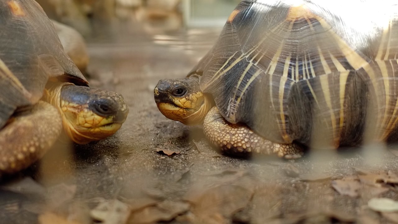 A Cupulatta, la plus grande cité de tortues en Europe