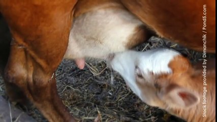 emily deschanel tells us the truth behind the dairy industry