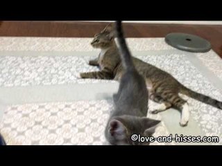 Energetic cat Shows Her Kittens How to Play