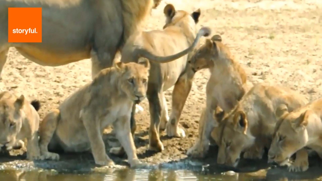 Fun Facts About the Fascinating Lion - Animal Kingdom's Royalty