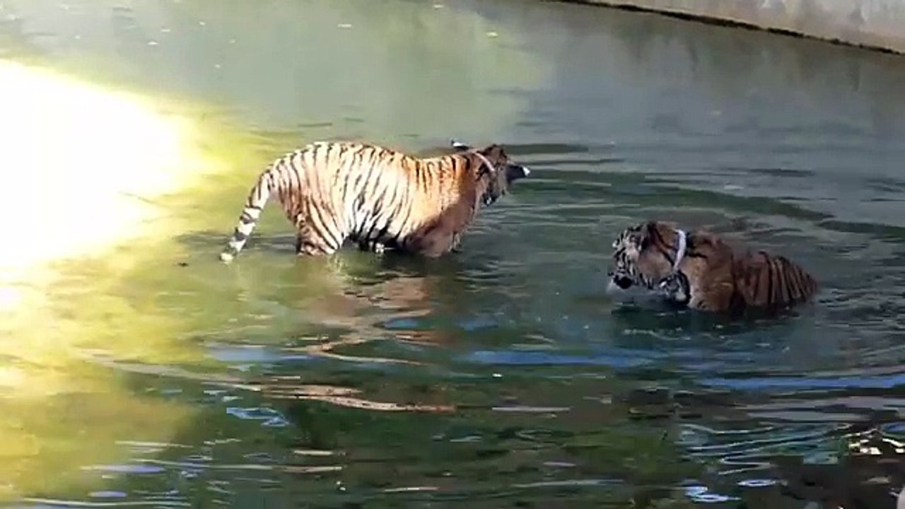 TIGER VS TIGER FIGHT GONE VIOLENT GONE SEXUAL