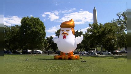 #TrumpChicken: Was sucht ein Riesenhuhn im Weißen Haus?