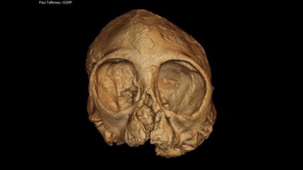 13 million years old baby ape skull provides vital clues about human evolution