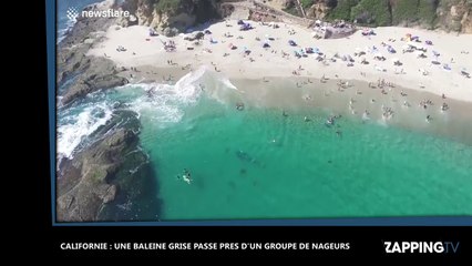 Californie : Une baleine grise filmée près d'un groupe de nageurs (Vidéo)
