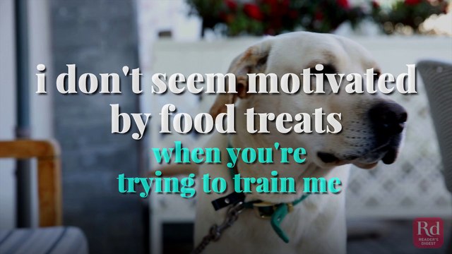 Secrets Your Dog Won E2 80 99t Tell You