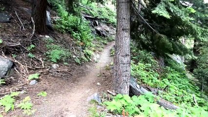 Mountain Lion (cougar, puma) - High Sierra Trail, CA
