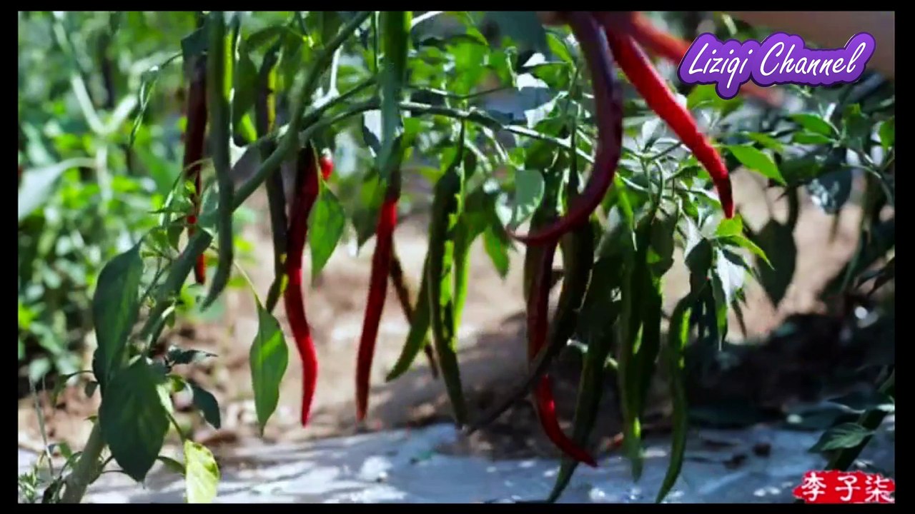 Li Ziqi 李子柒 - How to make Sichuan Chili Sauce -  Soul of Sichuan | Chinese Food