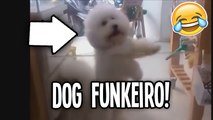 CACHORRO DANÇANDO FUNK