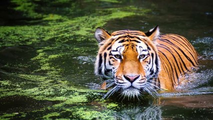 Improve vocabulary - Learn 5 words a day - Junior Students