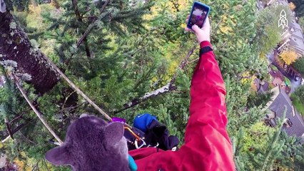 Rescuing Cats From Super Tall Trees