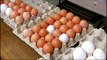EU cracks down on Dutch eggs contaminated by pesticides