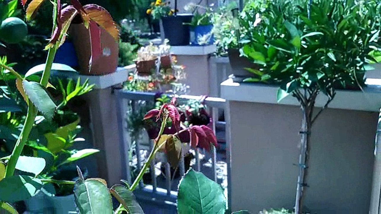 Potager 2017