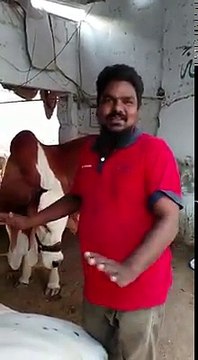 Trained Cow