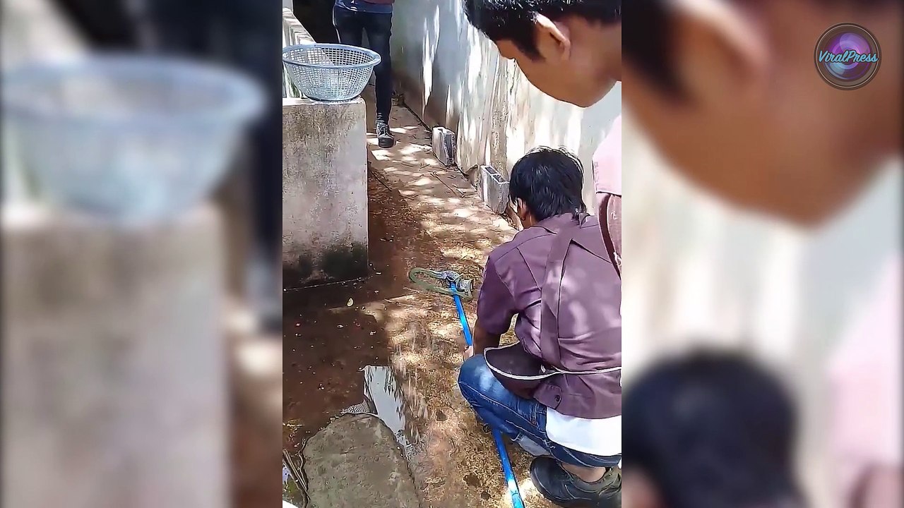 Tokay Gecko Rescued From Tree Snake's Mouth