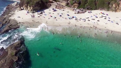 Enorme ballena nada entre bañistas sin que éstos se percaten