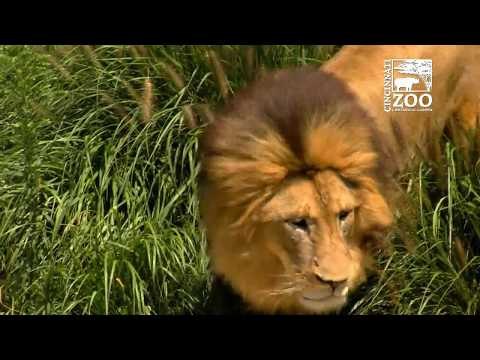 Lion Pack at Cincinnati Zoo Receives Special Treats for World Lion Day